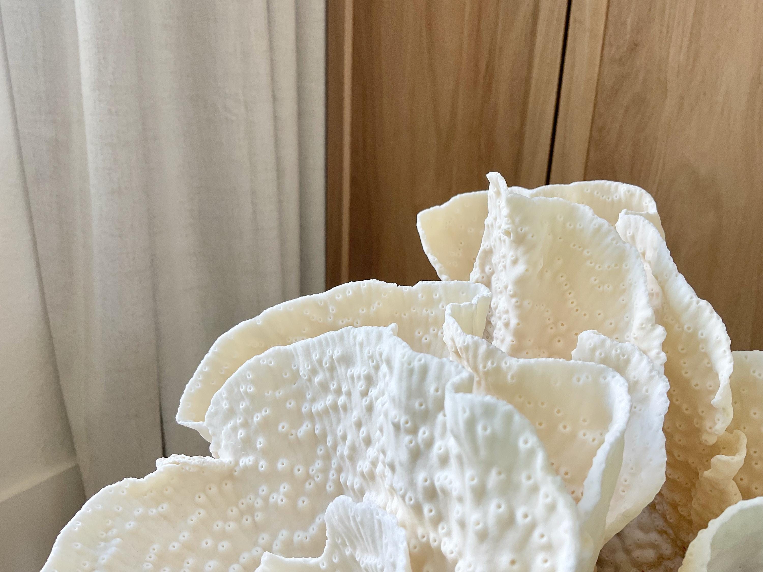 All Coral – Sanibel Coral and Shells