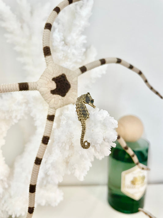 Miniature Preserved Seahorse, Real Specimen