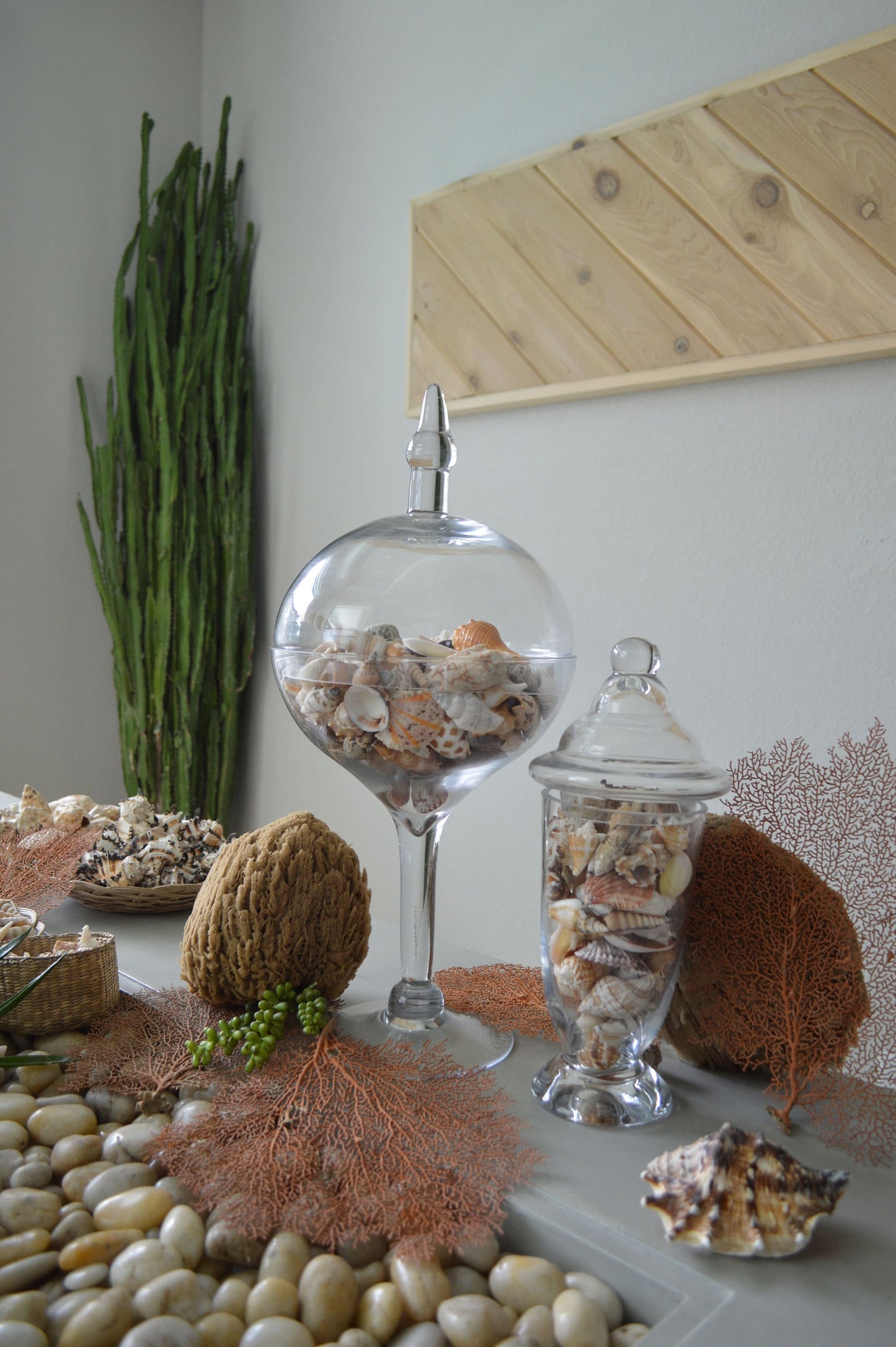 Handpicked Sanibel Captiva Seashell Mix * You choose Weight* Coastal Home Décor