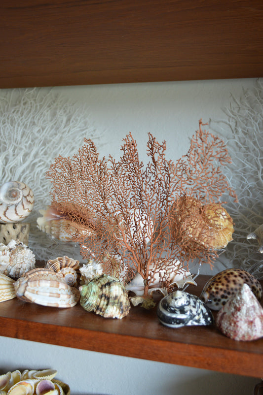Natural Dried Sea Fan, 10-25" You Choose Size: Coastal Beach Décor