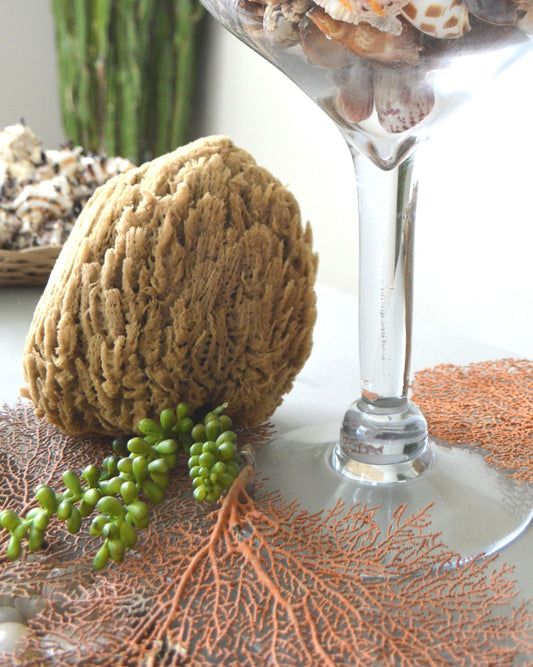 Large Natural Sea Sponges *You Choose Size Up to 9"* Crafts & Painting