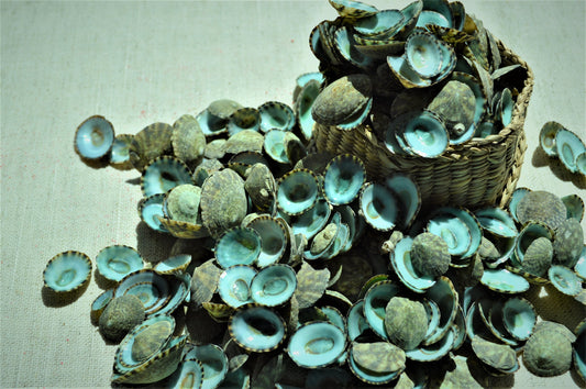 Emerald Green Limpet Shells (1/2"-1") Coastal Décor Beach Crafts Seashells