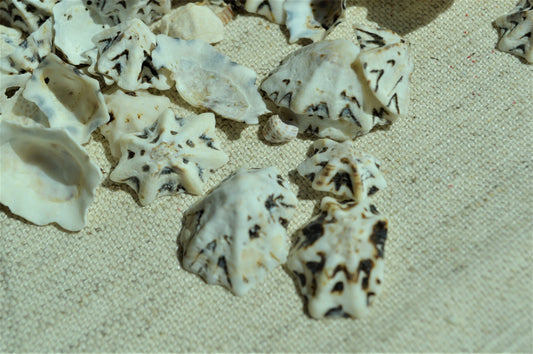 Star Shaped Limpet Shells, 1/2-1", Natural Coastal Craft Seashells