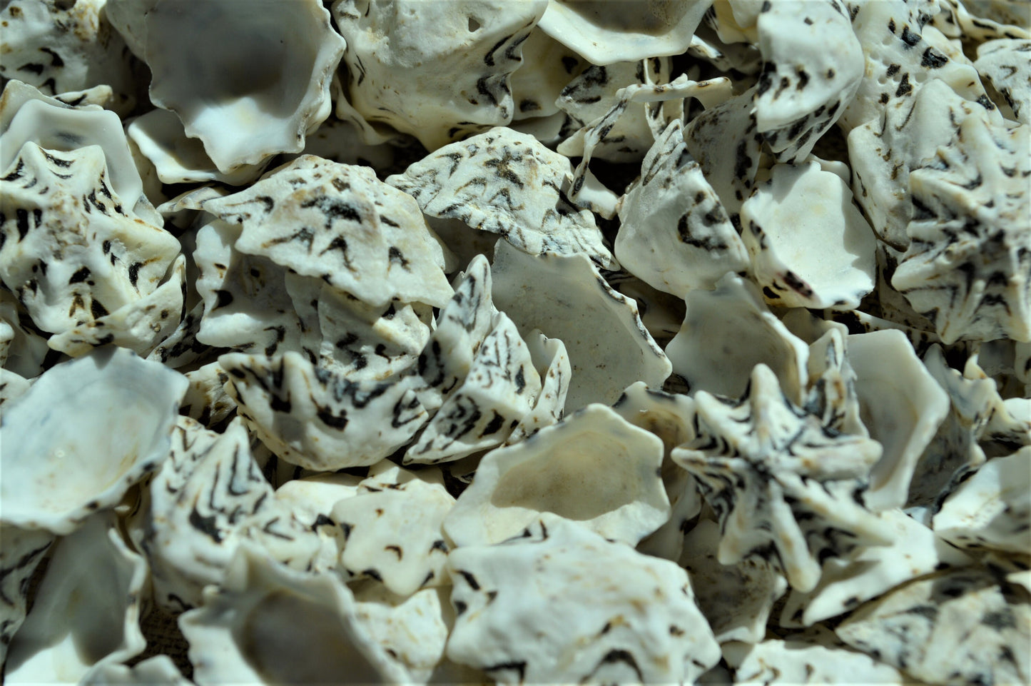 Star Shaped Limpet Shells, 1/2-1", Natural Coastal Craft Seashells