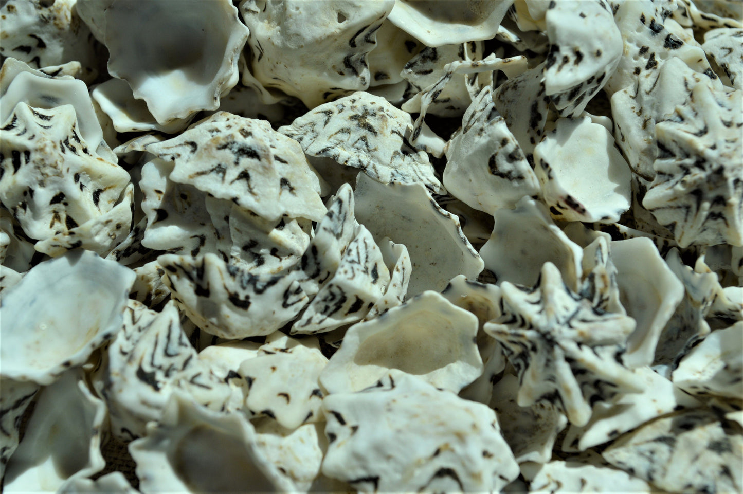 Star Shaped Limpet Shells, 1/2-1", Natural Coastal Craft Seashells