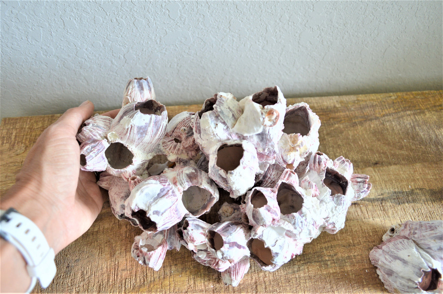 Purple Barnacle Clusters 3-14" *You Choose Size* Coastal Décor Air Planter Holder
