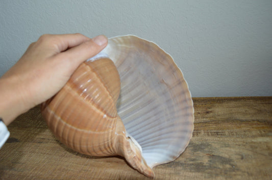 Giant Tonna Seashell *Up to 10"* Natural Beach House Décor Planter