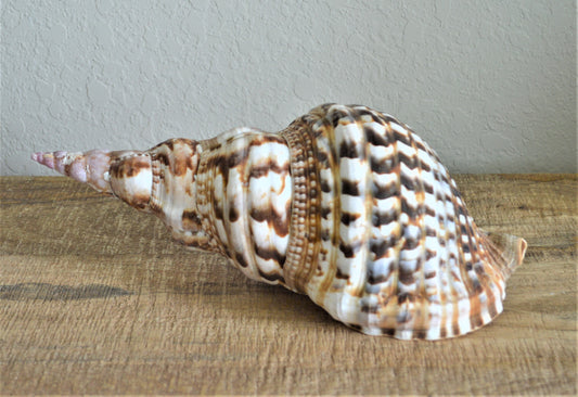 CARIBBEAN TRITON TRUMPET *All Sizes* Display Seashell Coastal Beach Home Décor