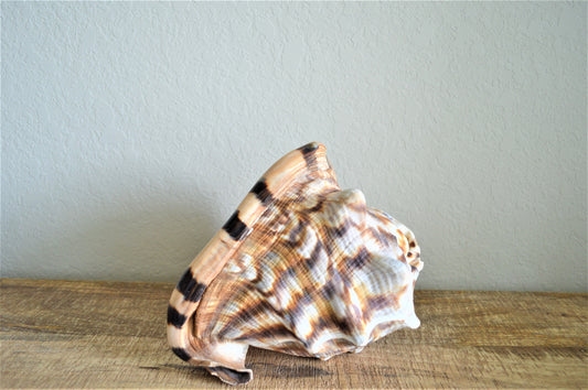 KING HORNED HELMET Shell *All Sizes* Natural Brown Patterned Display Seashell Coastal Décor