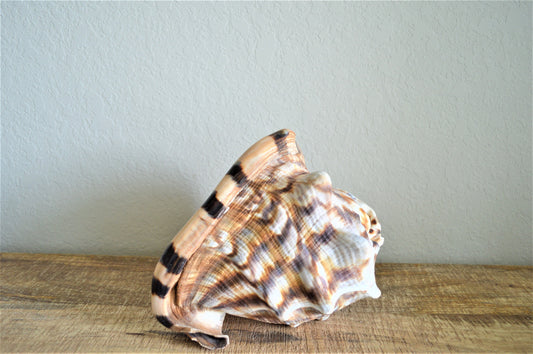 KING HORNED HELMET Shell *All Sizes* Natural Brown Patterned Display Seashell Coastal Décor
