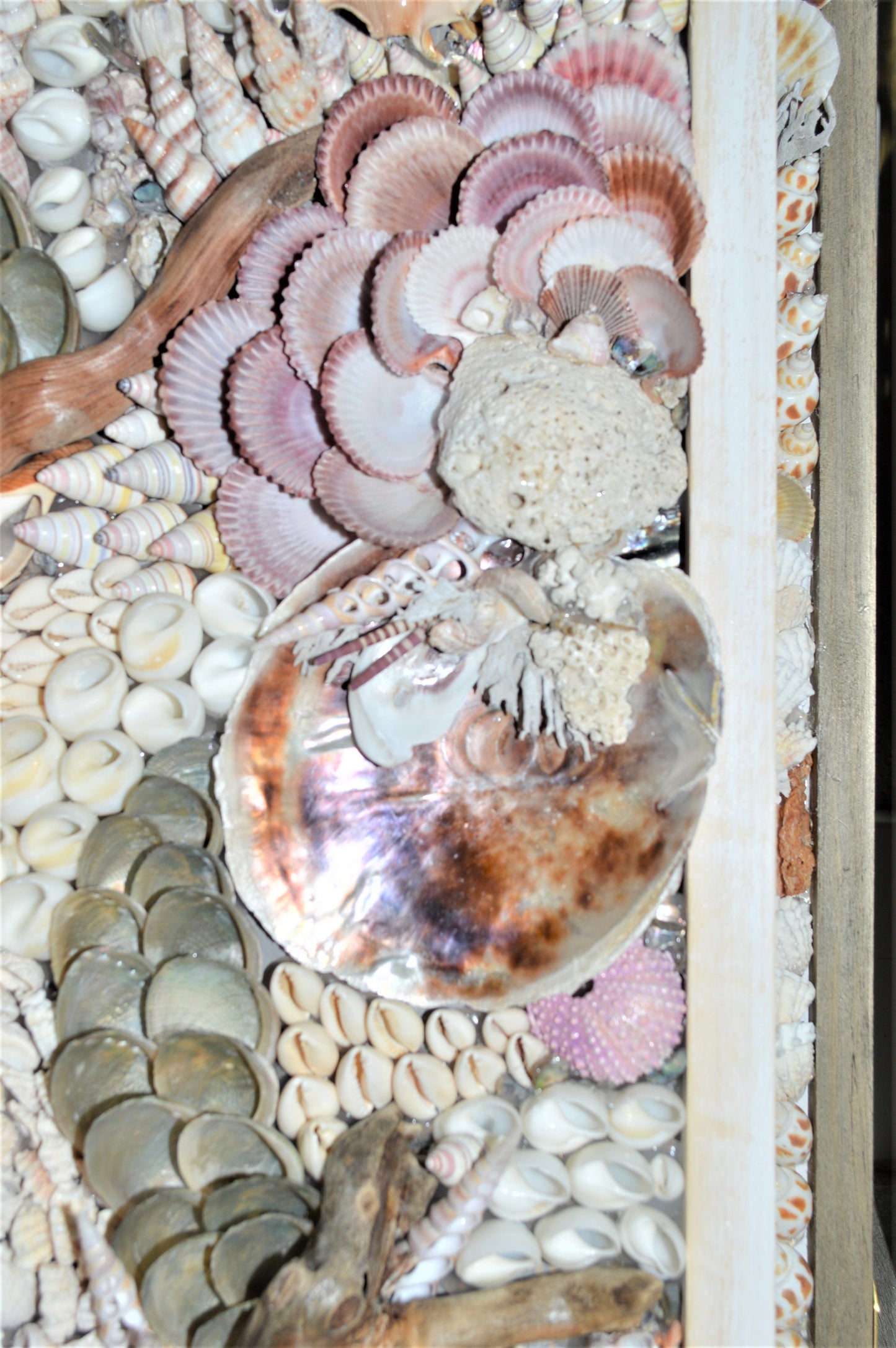 SADDLE OYSTER SHELLS 4-6" Natural Purple Color Craft Seashells Coastal Beach Décor