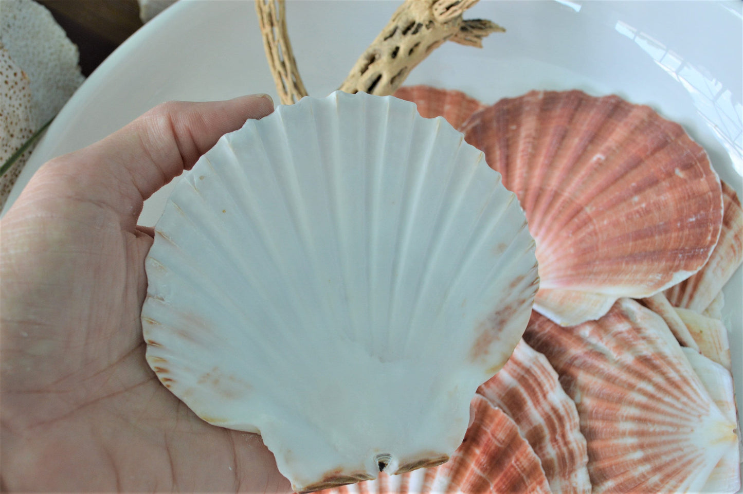 IRISH FLAT SCALLOP Shells *You Choose Size & Quantity* Natural Craft Seashells 4-6" Coastal Décor Beach Wedding Supplies Pink White