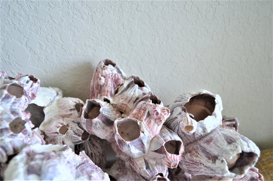 Purple Barnacle Clusters 3-14" *You Choose Size* Coastal Décor Air Planter Holder
