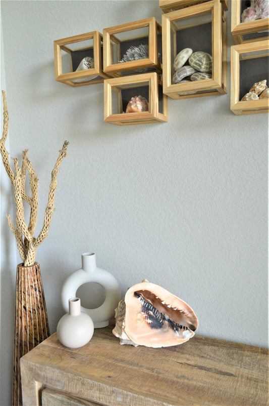 QUEEN HELMET SHELLS *All Sizes* Natural Peach Brown Display Seashells Beach Nautical Décor