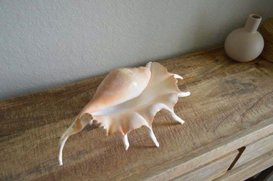 LAMBIS SPIDER CONCH Shells 12-15" *You Choose Size* Display Seashells