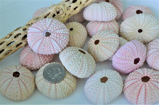 Pink Sea Urchin Shells (1.5-2.5") *You Choose Quantity* Coastal Crafts Décor