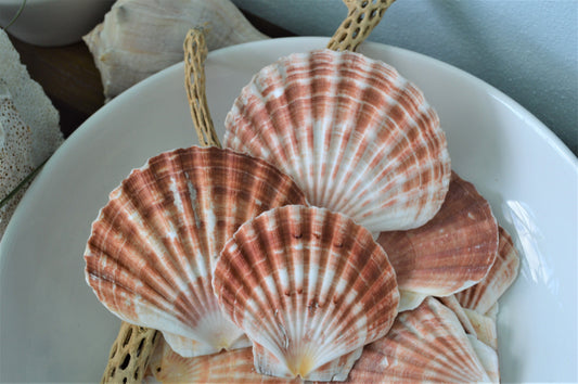 IRISH FLAT SCALLOP Shells 4-6" *You Choose Size* Natural Craft Seashells