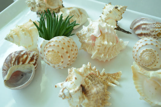 Hermit Crab Shells *Quantity & Size Of Your Choose* XS-XL Natural Assorted Seashells