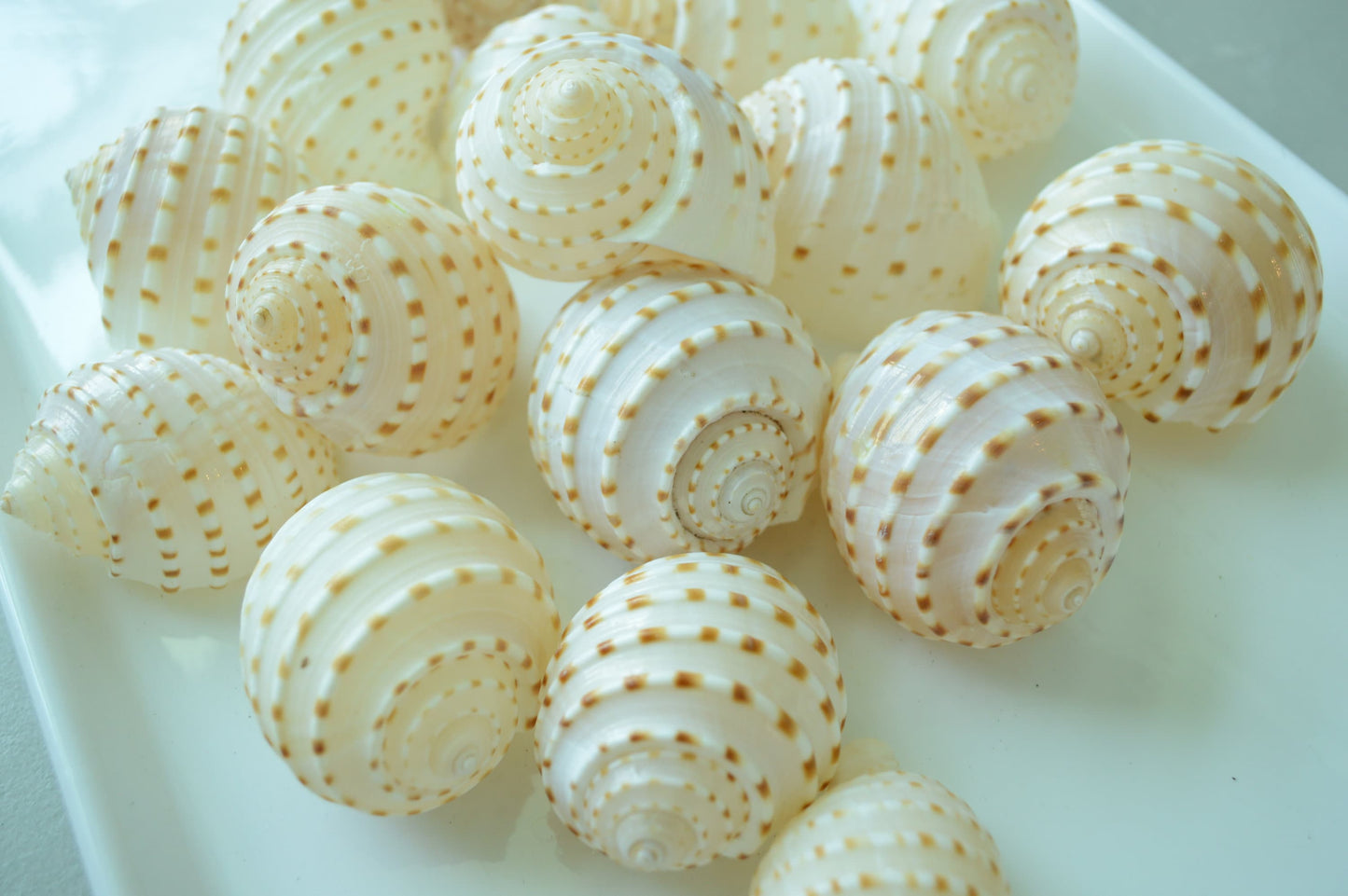 Hermit Crab Shells *Quantity & Size Of Your Choose* XS-XL Natural Assorted Seashells