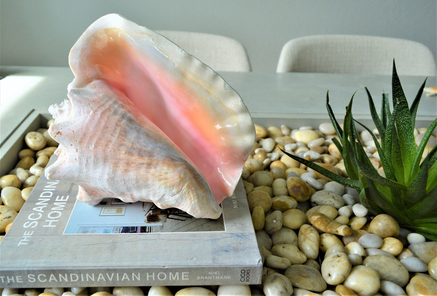 BAHAMA PINK CONCH Shell *All Sizes* Natural Upcycled Sustainable Display Seashell Coastal Décor