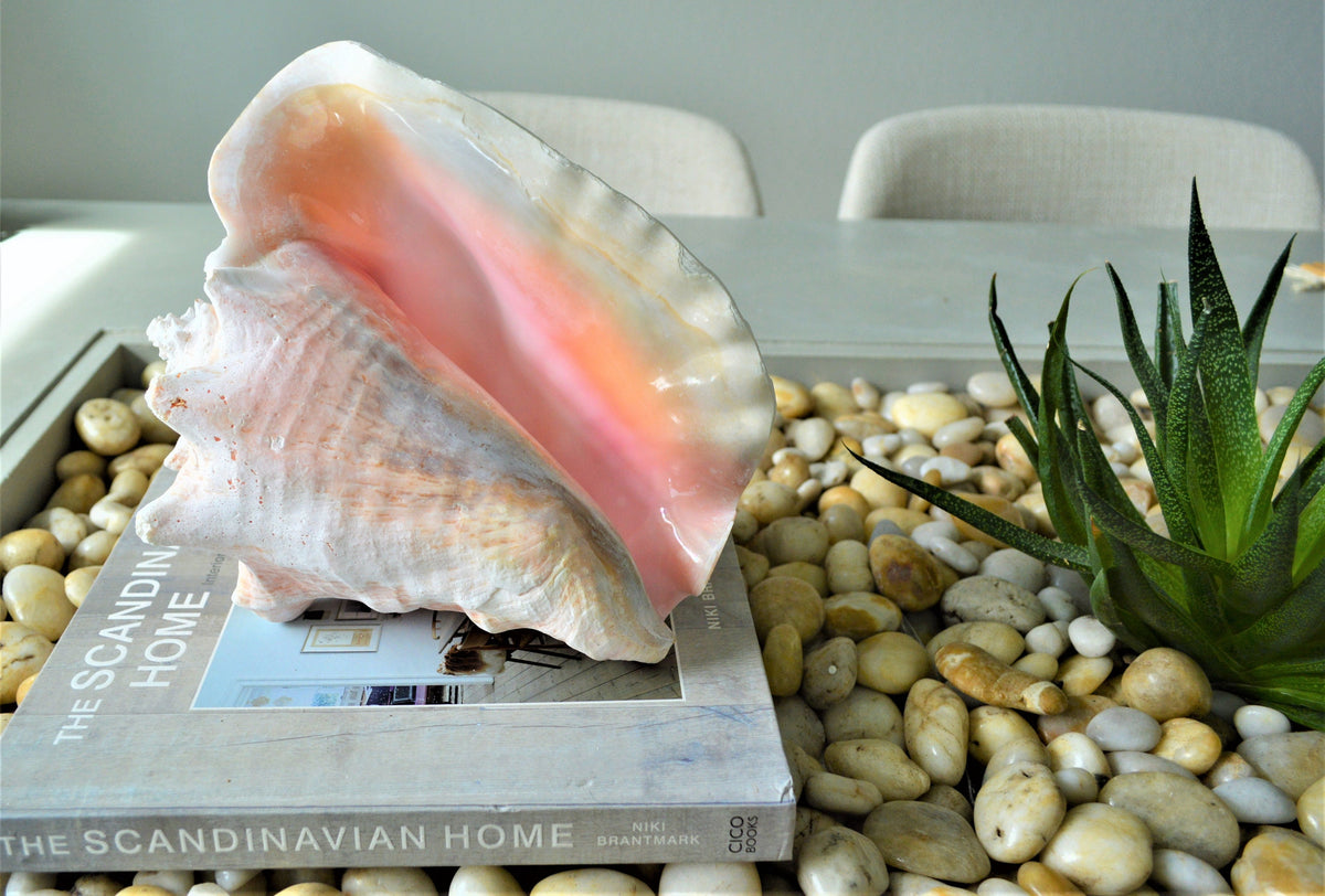 BAHAMA PINK CONCH Shell *All Sizes* Natural Upcycled Sustainable Display Seashell Coastal Décor