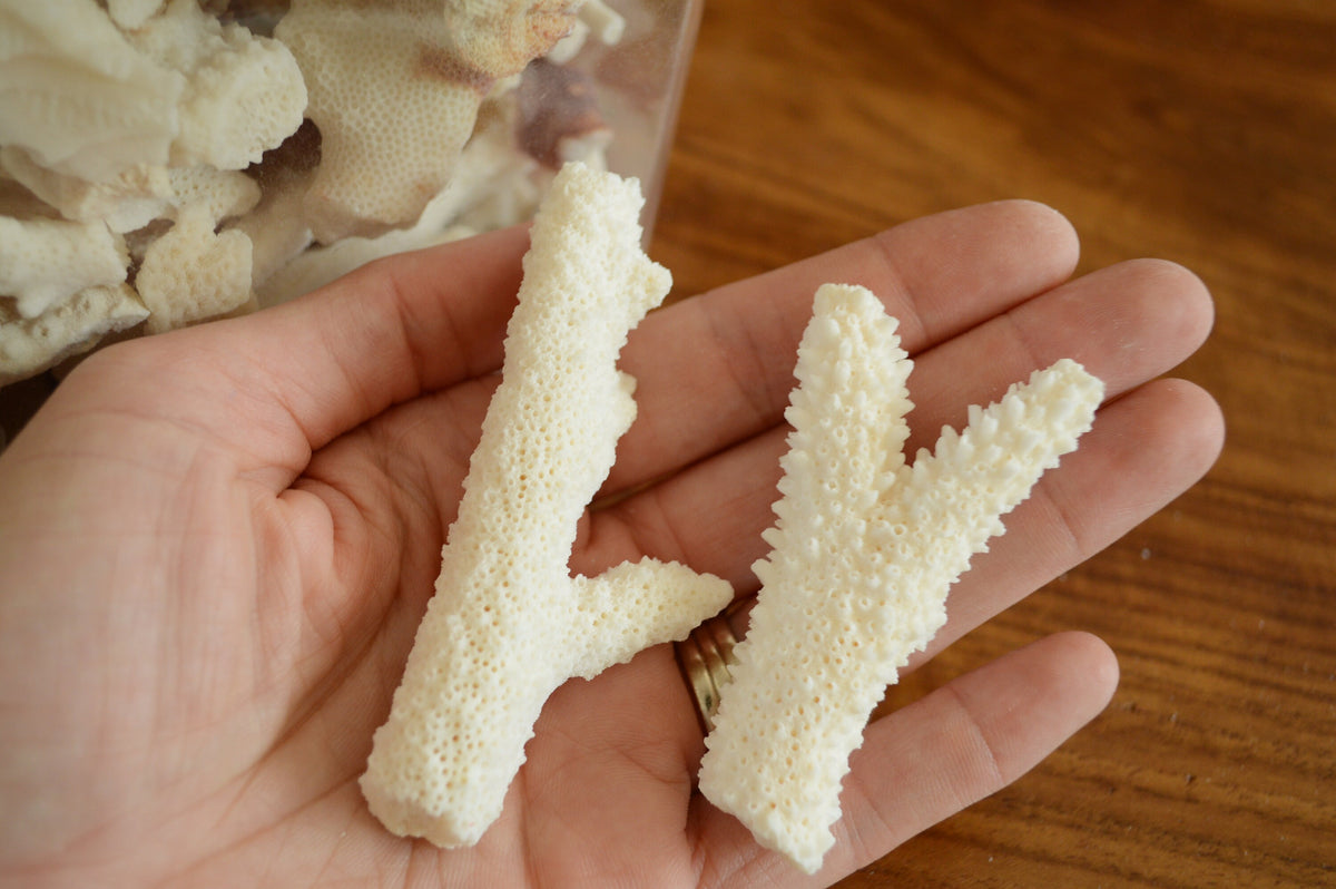 Real Ocean Coral Pieces: 2-4" Coastal Beach Décor, Craft
