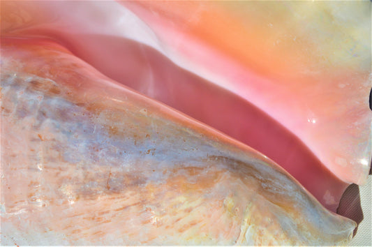 BAHAMA PINK CONCH Shell *All Sizes* Natural Upcycled Sustainable Display Seashell Coastal Décor