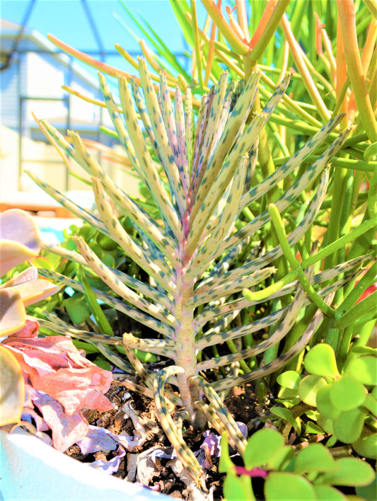 Mother Of Millions (6" cuttings) Kalanchoe tubiflora) Chandelier plant, succulent, Green Blue Purple Color Live Succulent Plant or Cutting