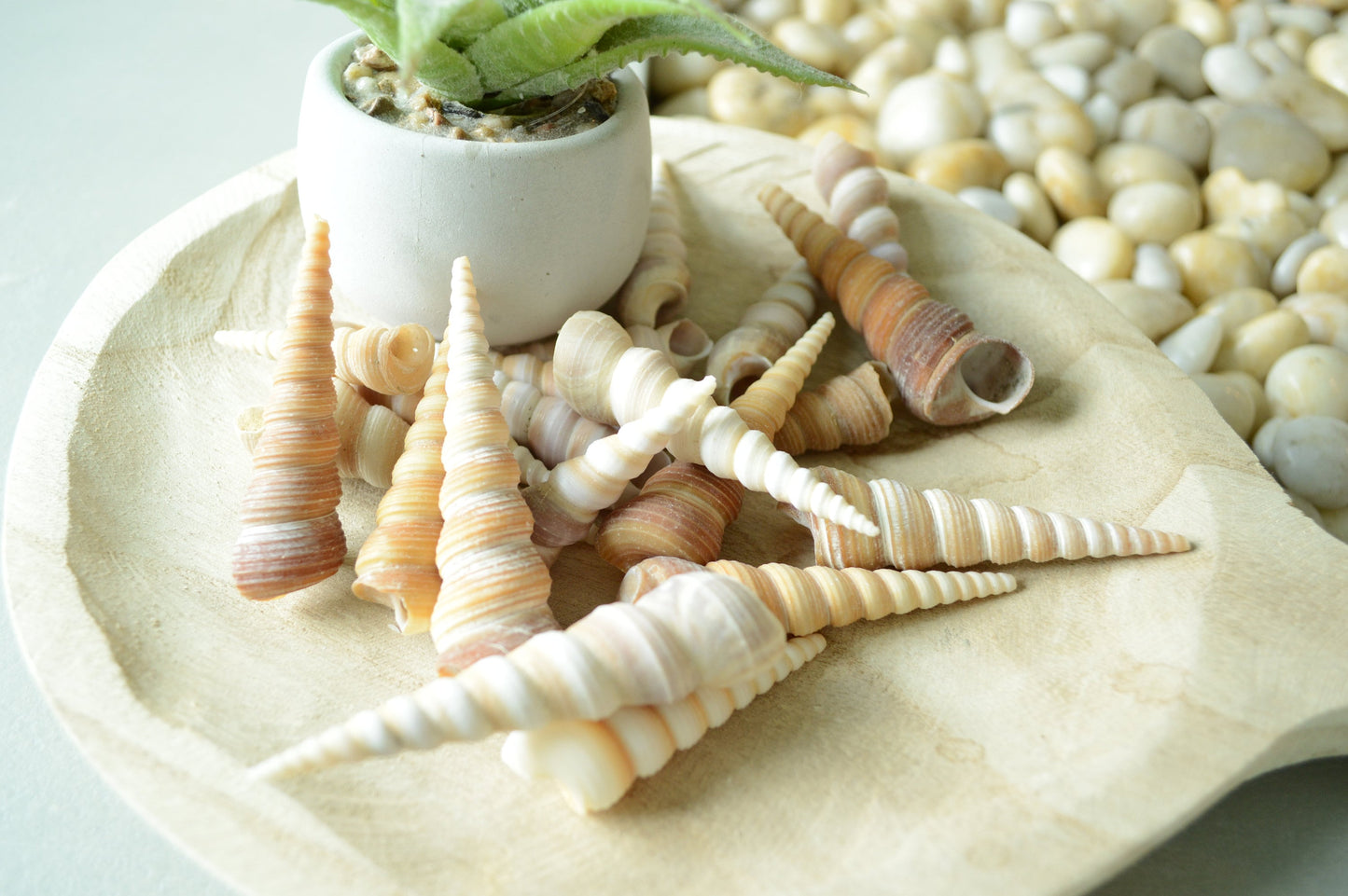 Turritella Unicorn Horn Seashells, 3-4" Large Natural Craft Shells