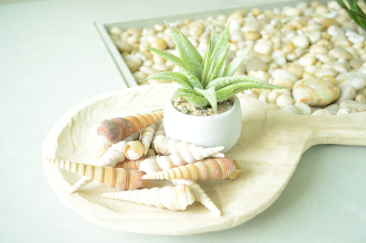 Turritella Unicorn Horn Seashells, 3-4" Large Natural Craft Shells