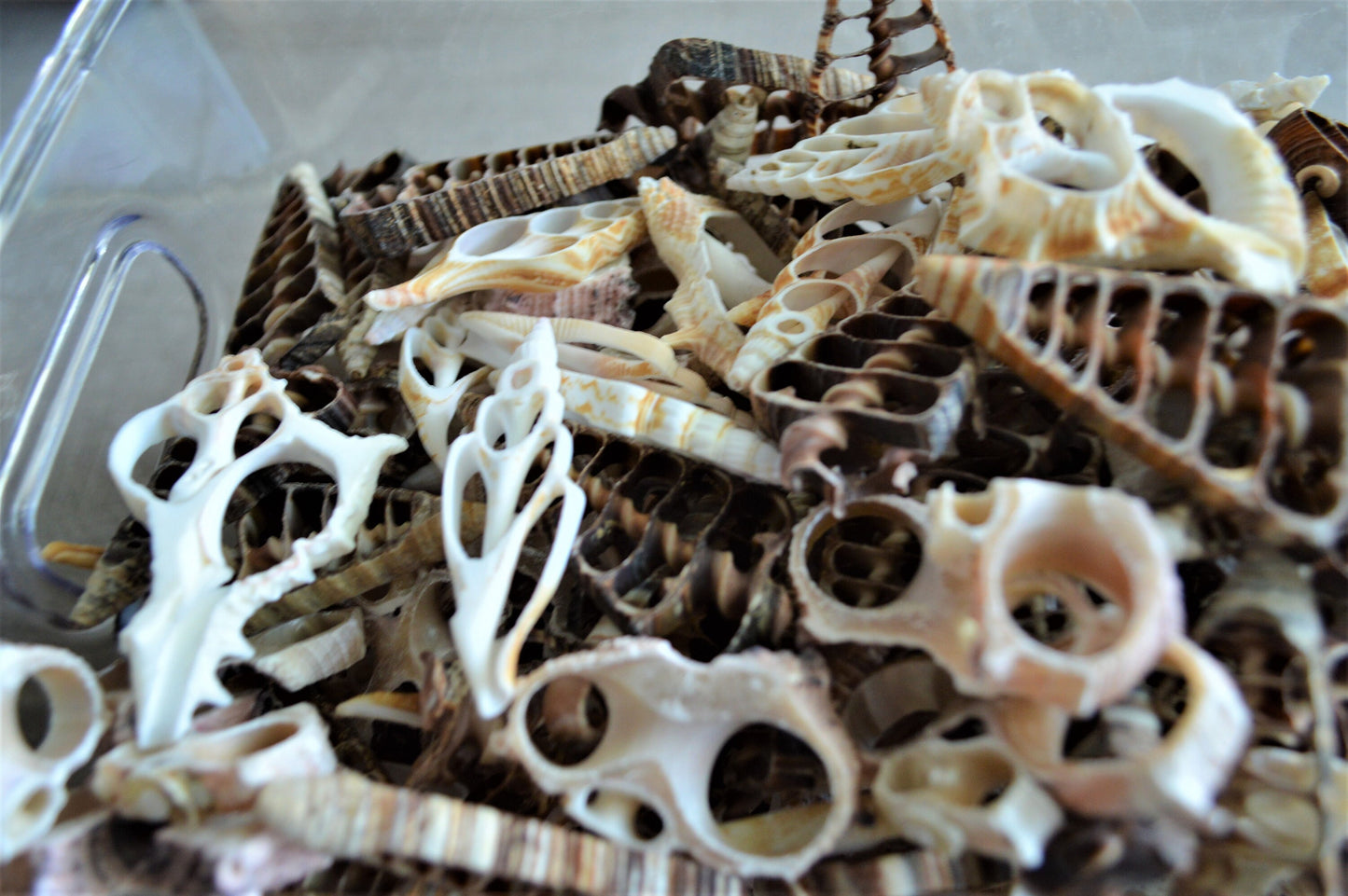 Sliced Seashells: 1.5-3” Mixed Types Conchs, Spindles, Strombus and more...