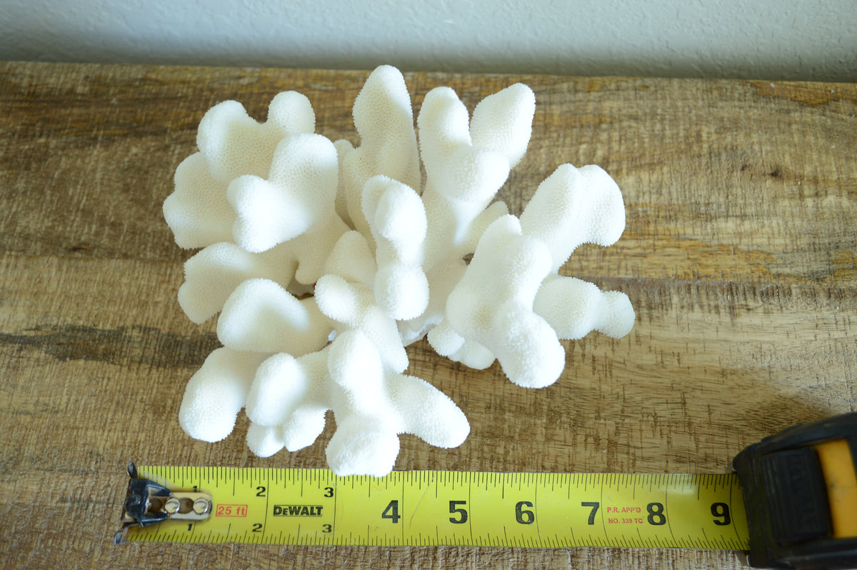 CATS PAW CORAL White *All Sizes* Authentic Natural Real Sea Fossil Coastal Décor