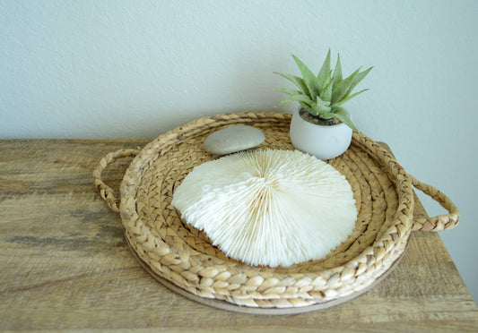 MUSHROOM Bone White Coral *All Sizes* Authentic Natural Real Sea Fossil Coastal Décor