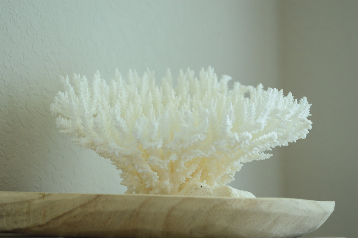 TABLE CORAL White *All Sizes* Authentic Natural Real Sea Fossil Coastal Décor