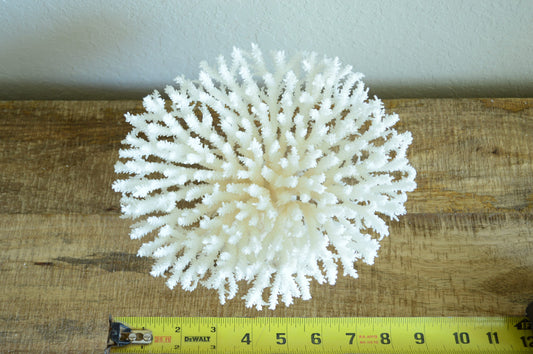 TABLE CORAL White All Sizes Authentic Natural Real Sea Fossil Coastal Décor Ocean Beach House Organic Sustainable Nature Art Showpiece