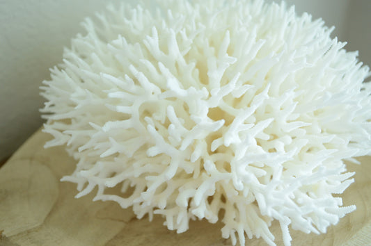 BIRDSNEST Coral White *All Sizes* Authentic Natural Real Sea Fossil Coastal Décor