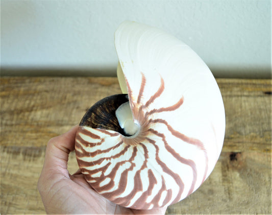 Striped Chambered Nautilus Seashell *All Sizes* Natural Coastal Beach House Décor