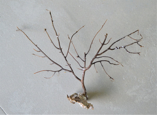 Dried Sea Whip Branches 4-12" *You Choose Quantity* Ocean Reef Décor Crafts