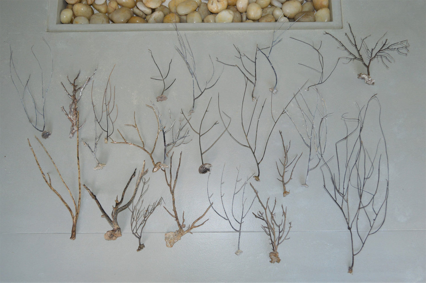Dried Sea Whip Branches 4-12" *You Choose Quantity* Ocean Reef Décor Crafts
