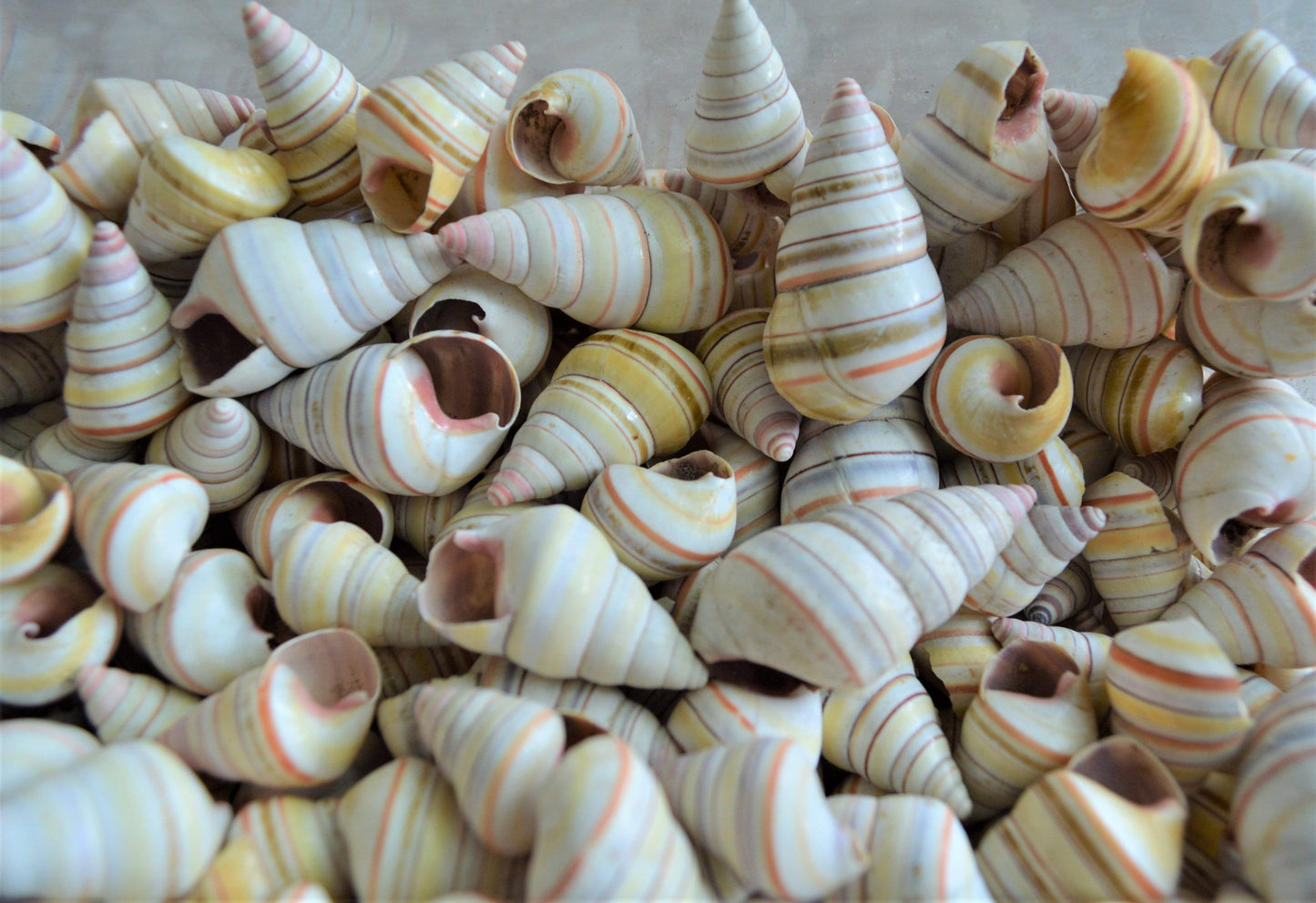 CANDY CANE SNAIL Shells *You Choose Quantity* 3/4-1.5" Natural Colorful Rainbow Small Craft Seashells Striped Tree Shaped