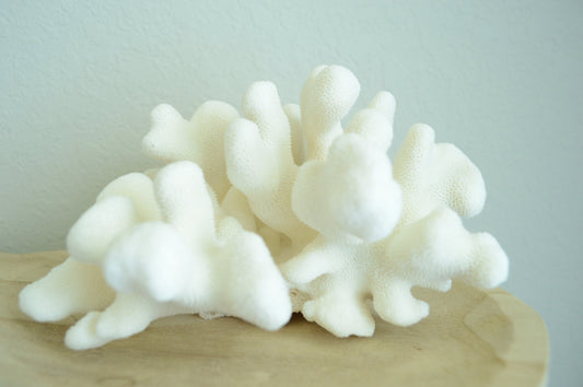 CATS PAW CORAL White *All Sizes* Authentic Natural Real Sea Fossil Coastal Décor
