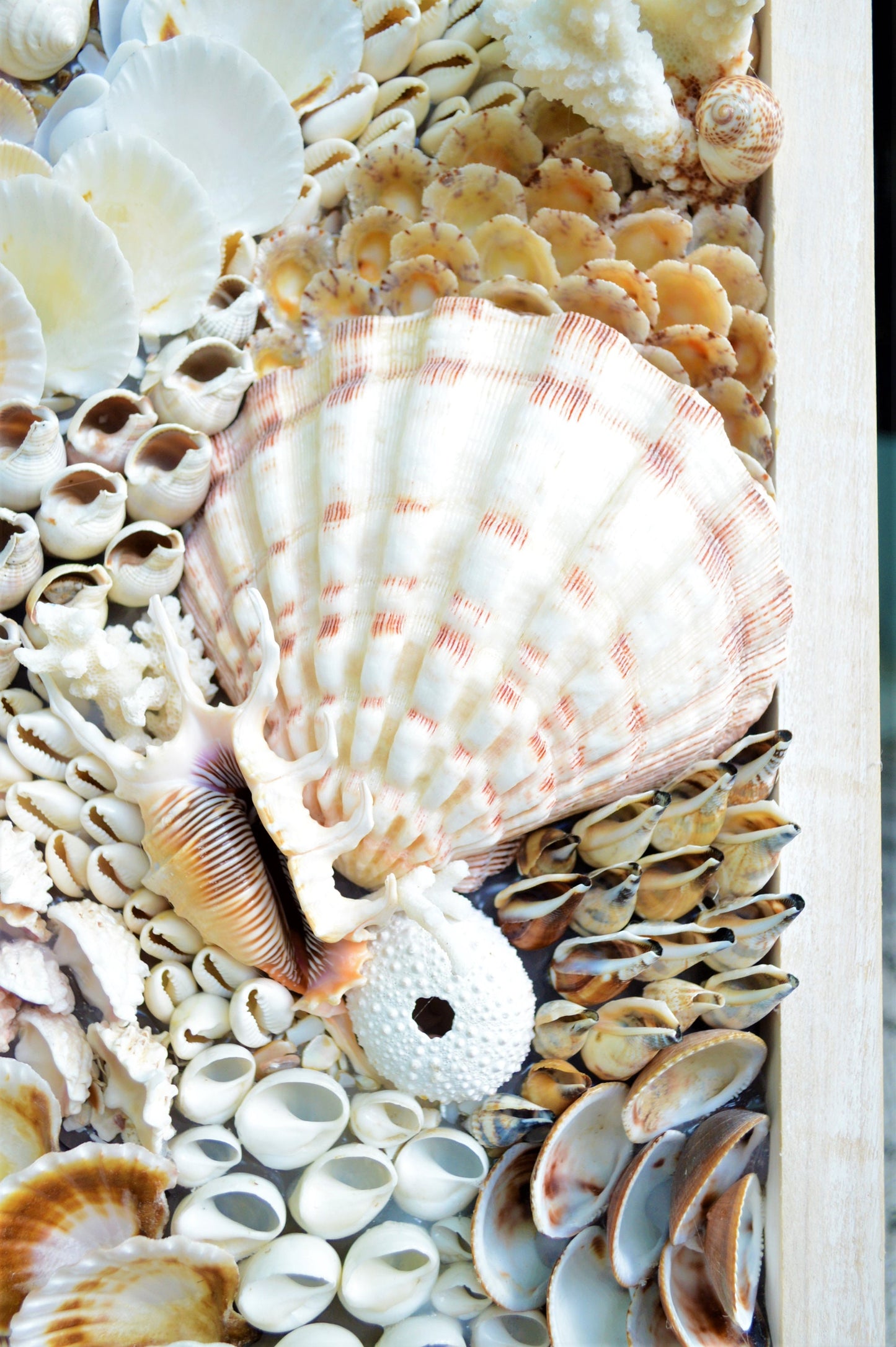 Handmade Sea Shell Coastal Wall Art 36x12" Modern Dimensional Seashell Collage Décor Urchins Coral Neutral Tones