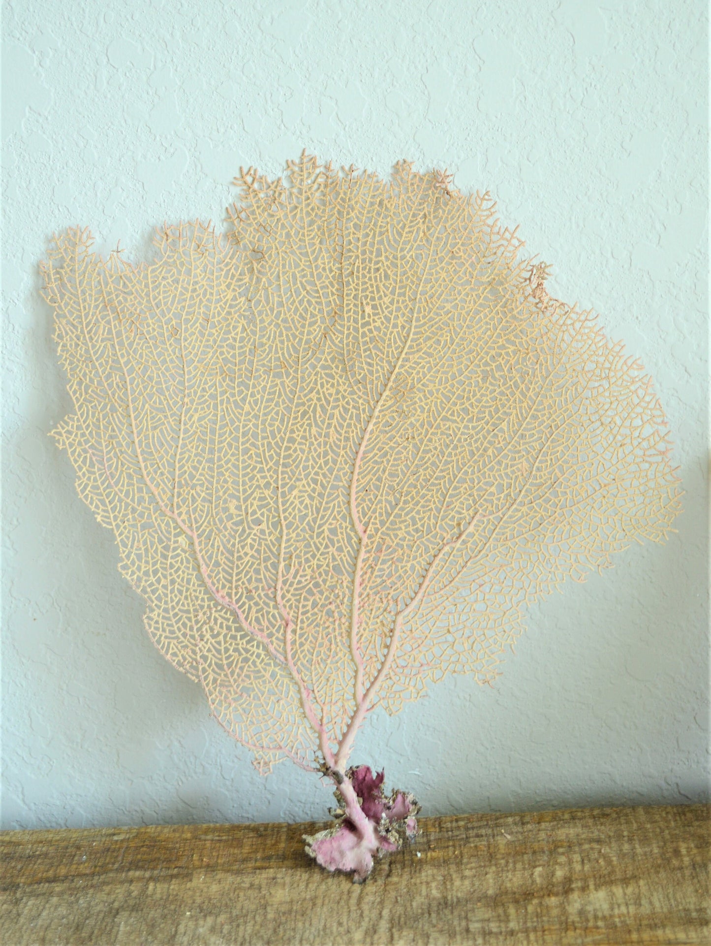 Preserved Natural Caribbean Sea Fan: Sizes 8-36" Pink Beige Coastal Décor