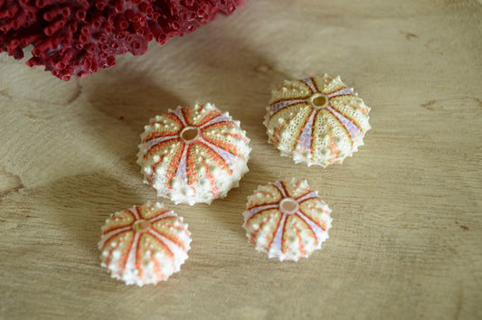 Colorful Sea Urchin Shells, Coastal Decor, Beach Crafts (.5-2")