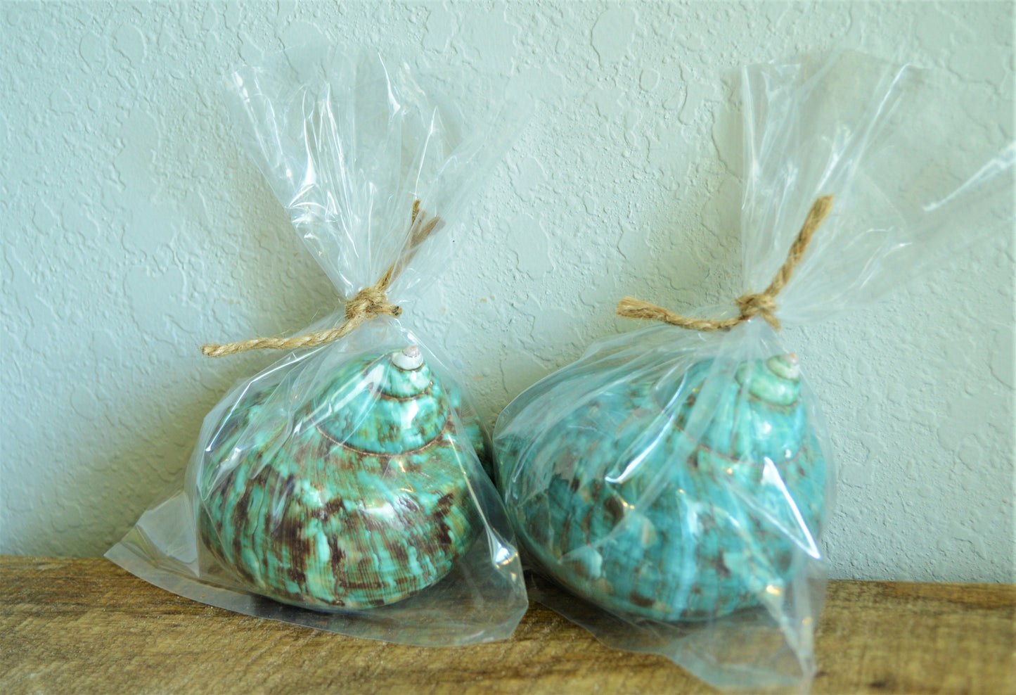 JADE GREEN SOLID Turbo Shells Hand Polished *All Sizes* Seashell Airplant Holder Hermit Crab Beach Nautical Décor Display