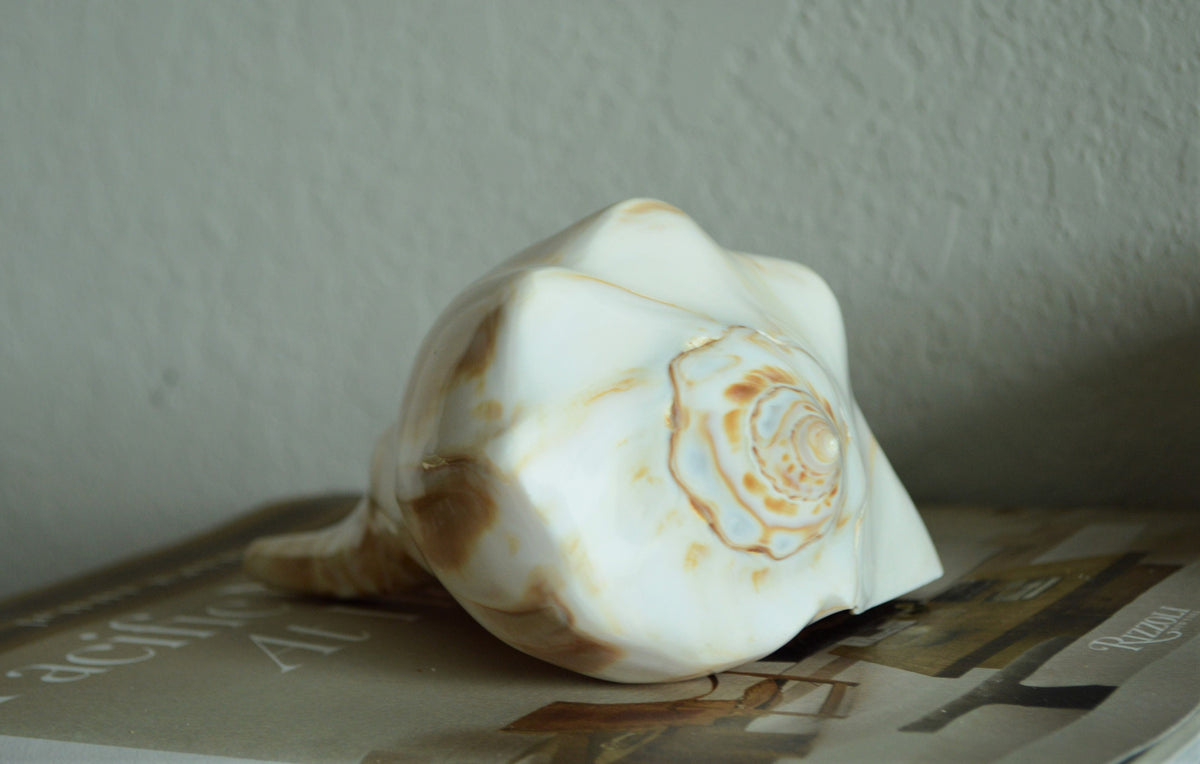 POLISHED LIGHTENING WHELK Conch Shell *All Sizes* Shine Glass like Finish
