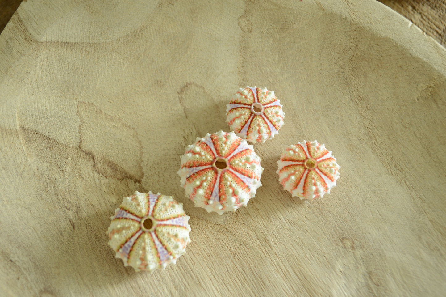 Colorful Sea Urchin Shells, Coastal Decor, Beach Crafts (.5-2")