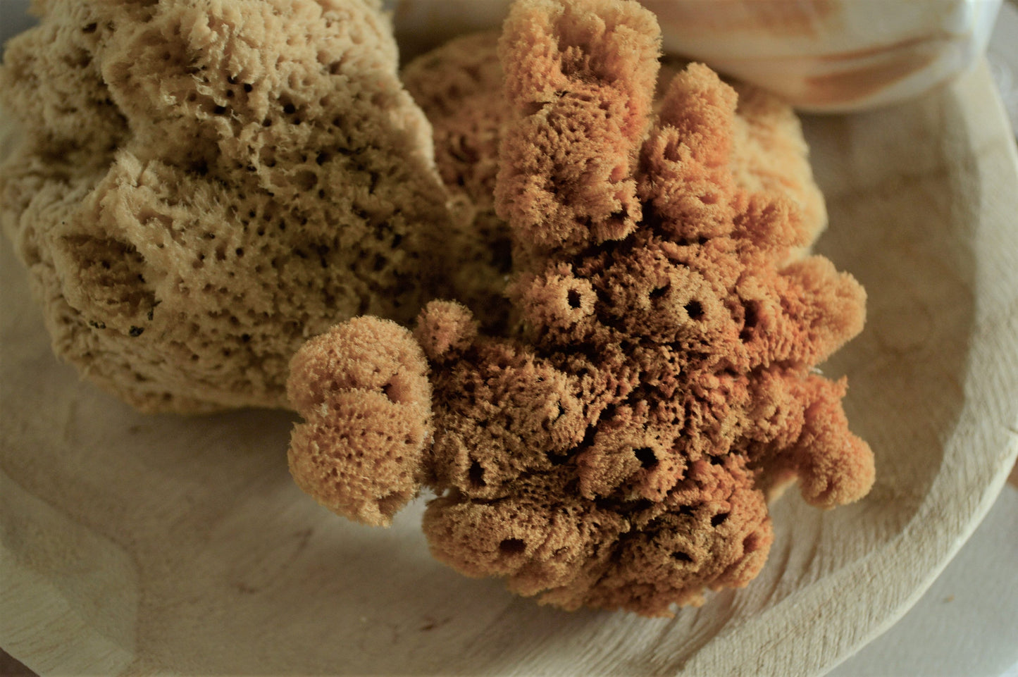 Large Natural Sea Sponges *You Choose Size Up to 10"* Crafts & Painting