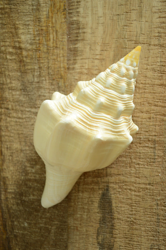 SACRED CHANK SHELLS *All Sizes* West Indian Golden Yellow Display Seashell Coastal Décor