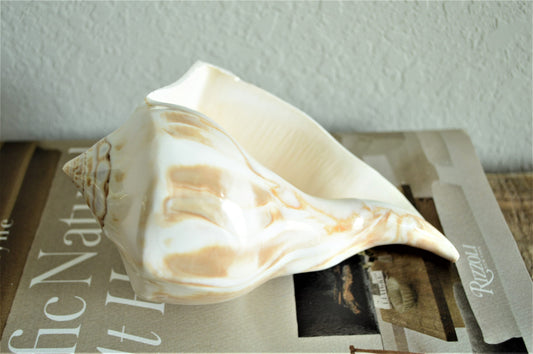 POLISHED LIGHTENING WHELK Conch Shell *All Sizes* Shine Glass like Finish